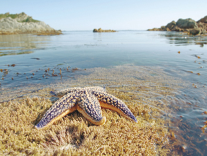 Заповедники Морские Фото